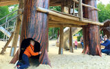 Das Bild zeigt den Redwood Forest im Wildpark Frankenhof, Reken_Bild9